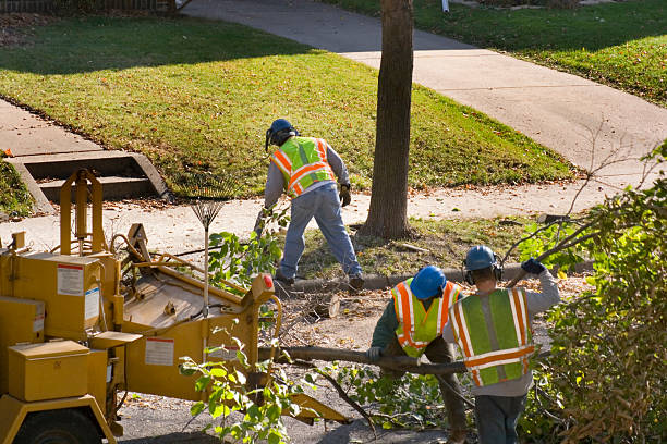 Best Tree Mulching  in Homewood, IL